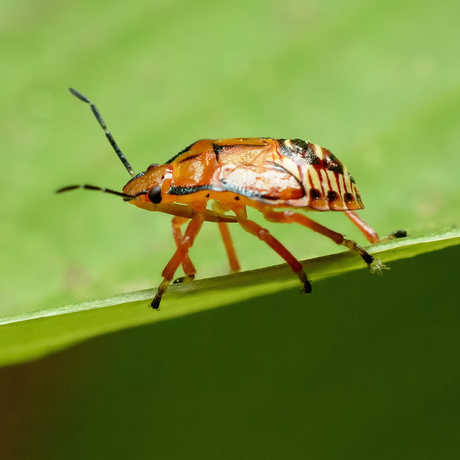 Stink bug