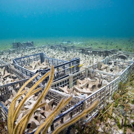 California Academy of Sciences coral reef