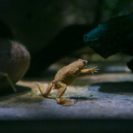 Lake Oku Clawed Frog on exhibit; Photo © California Academy of Sciences