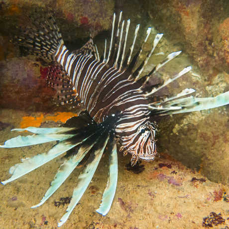 First lionfish in Brazil