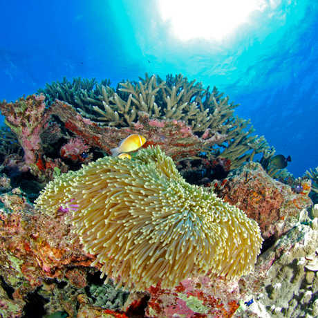 coral reef california academy of sciences