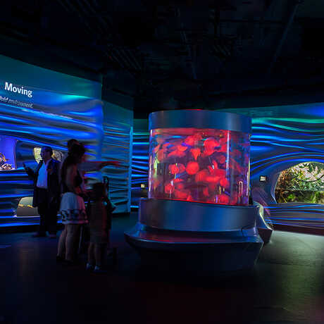 The Water Planet exhibit's blue glow creates a beautiful place for exploring watery adaptations.