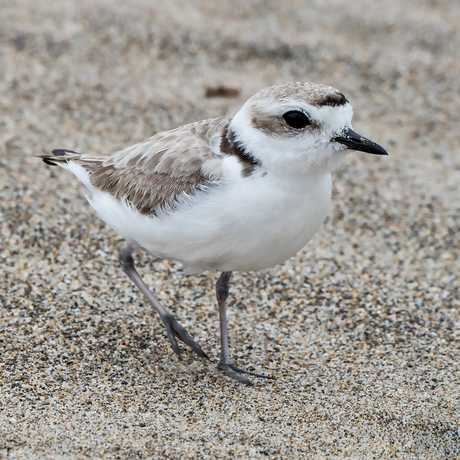 Snowy Plover on the sand