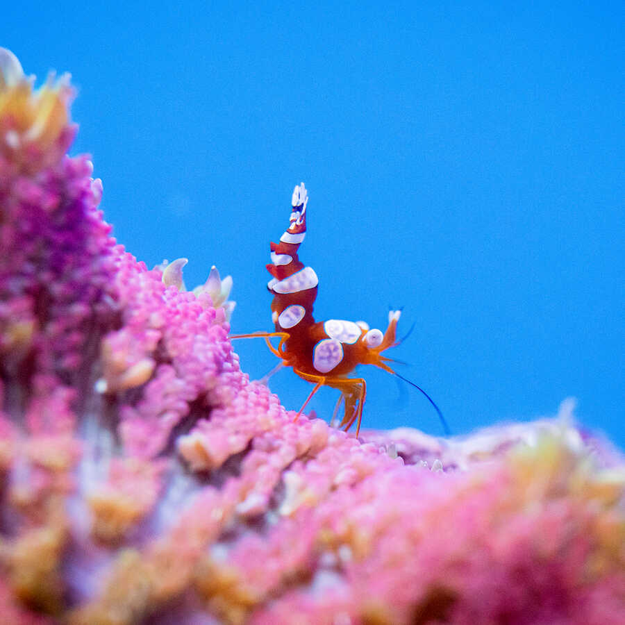 Orange and white shrimp stands atop a coral in an Academy exhibit