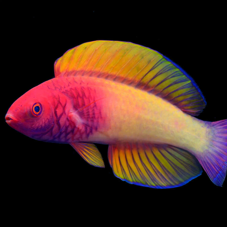 Striking portrait of Cirrhilabrus finifenmaa fish from Maldives