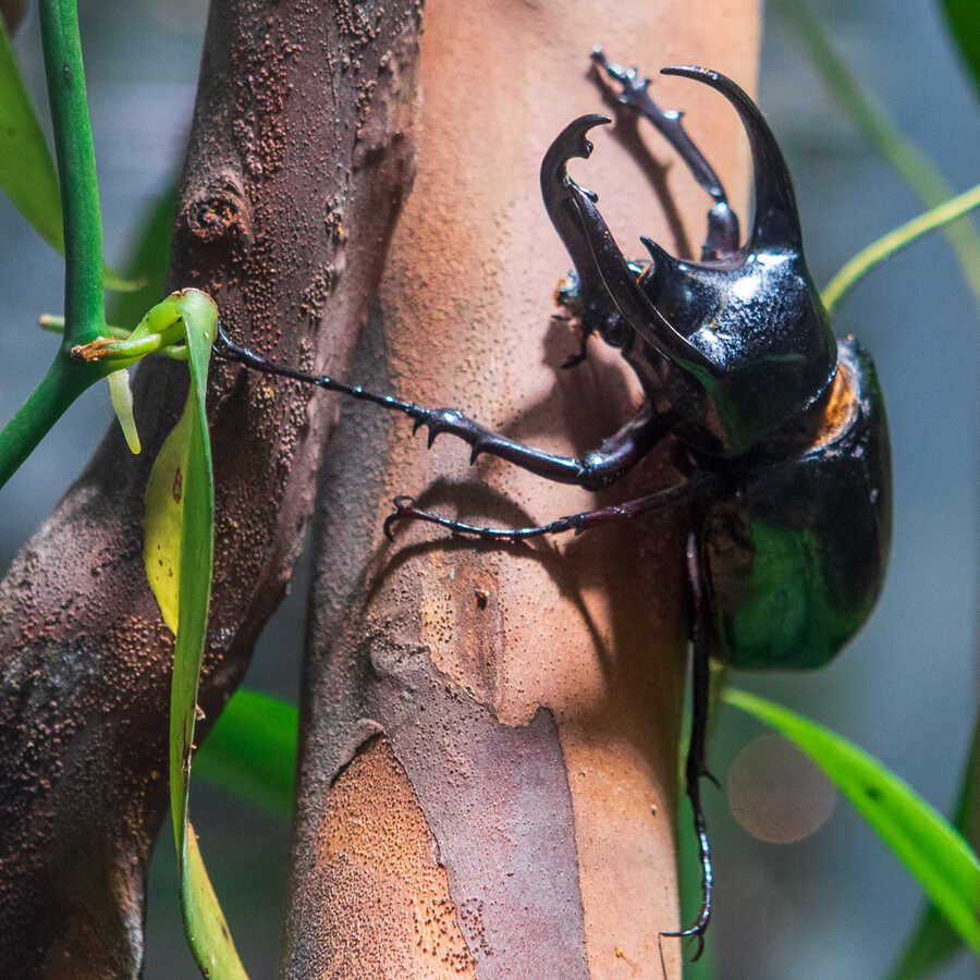 Atlas beetle on a branch in Osher Rainforest