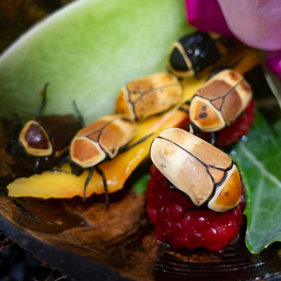 Sun beetles eat raspberries on exhibit in Osher Rainforest