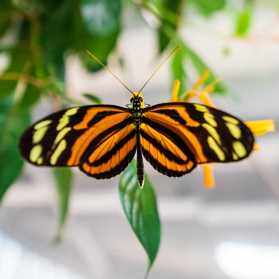 Tiger heliconian butterfly on a plant with wings outstretched in Osher Rainforest
