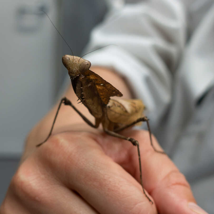 Dead leaf mantis sits on hand of Academy biologist with head cocked