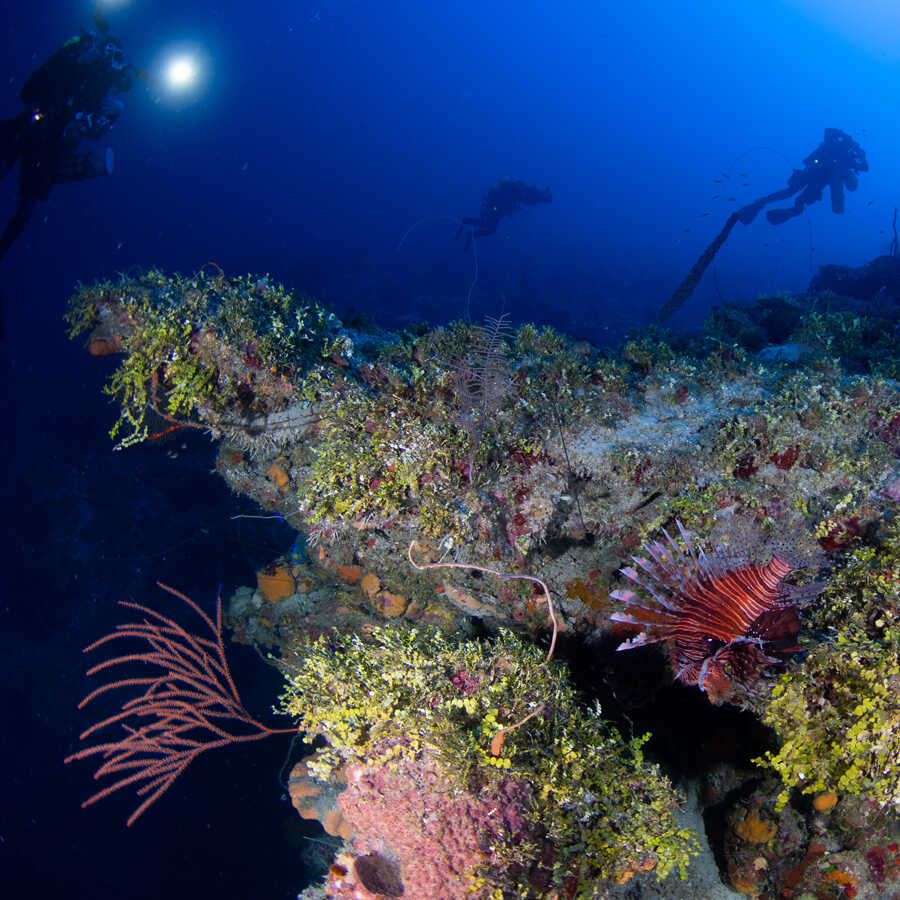 Underwater photo of Roatán mesophotic coral reef by Luiz Rocha