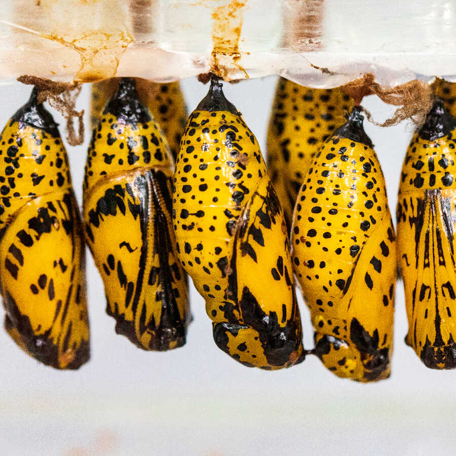 Yellow and black paper kite butterfly chrysalises in the butterfly emergence chamber at the Academy