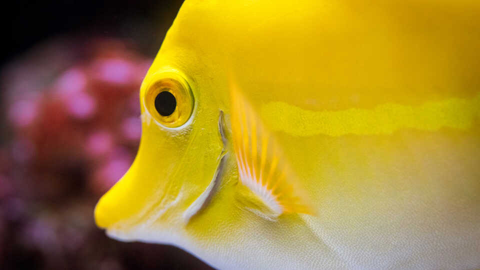 Extreme close-up of yellow tang fish