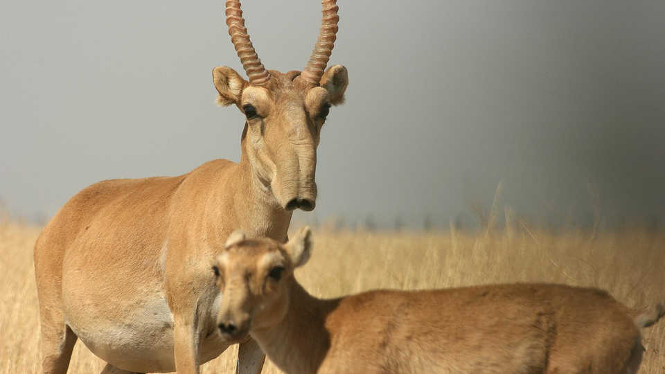 Saigas, by N. Singh/Flickr