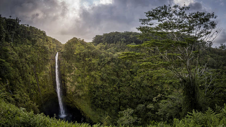 jungle landscape