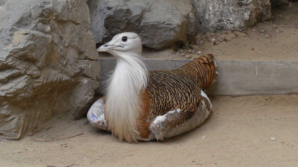 Great bustard, by Wadofglue/Wikipedia