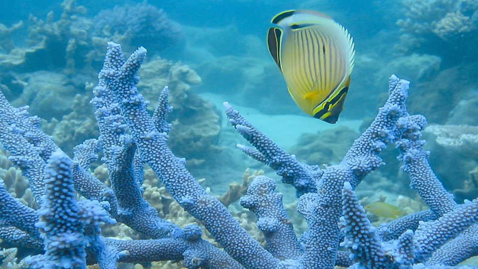 Butterflyfish and coral staghorn by Terry Hughes