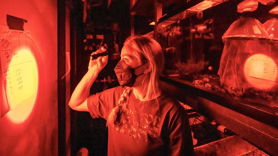 Rebecca Albright uses a red flashlight in the coral spawning lab space.