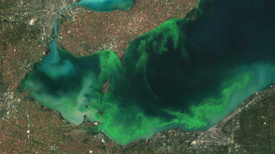 Bloom in Lake Erie, 2011, NOAA