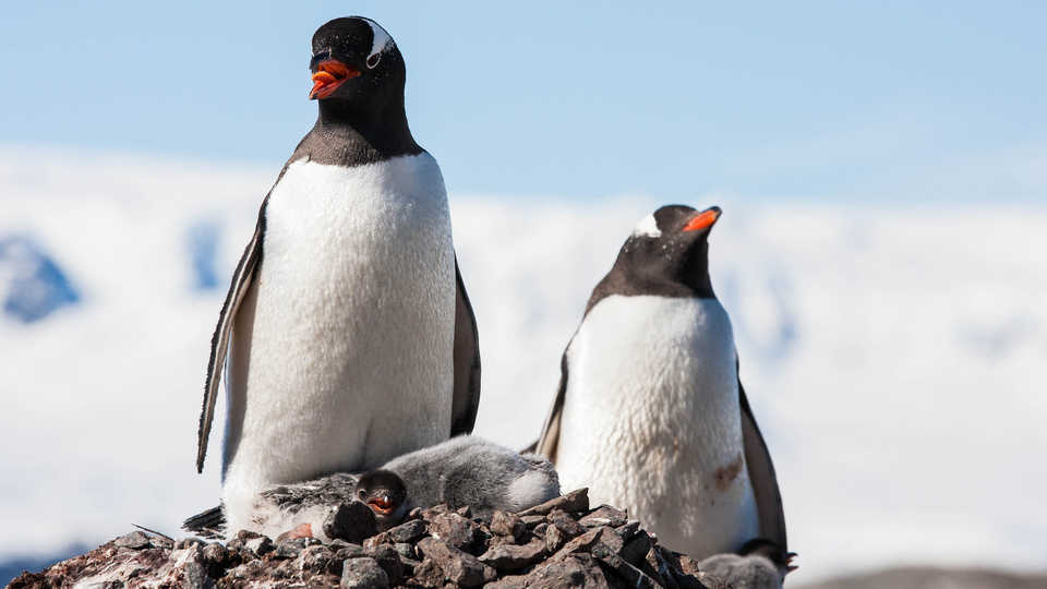 Photo of gentoo penguins
