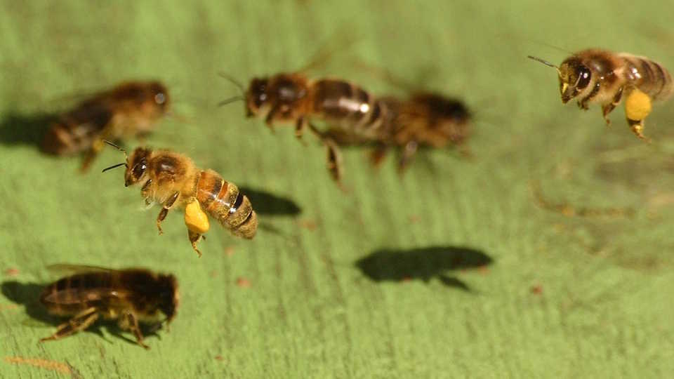 honey bees over a leaf