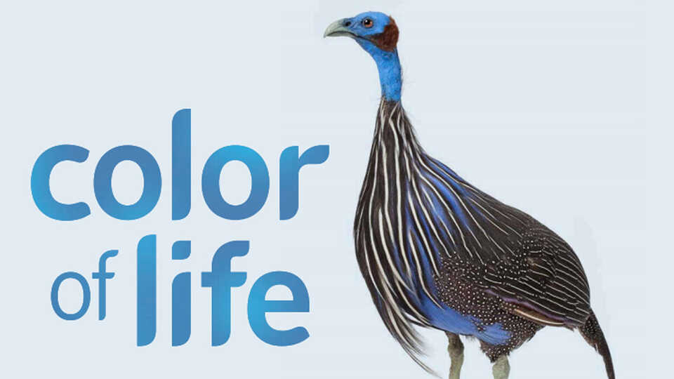 Color of Life Educator Guide Cover