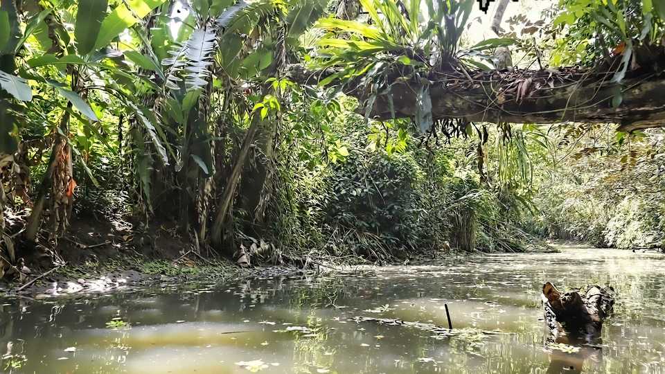 Costa Rica rainforest river