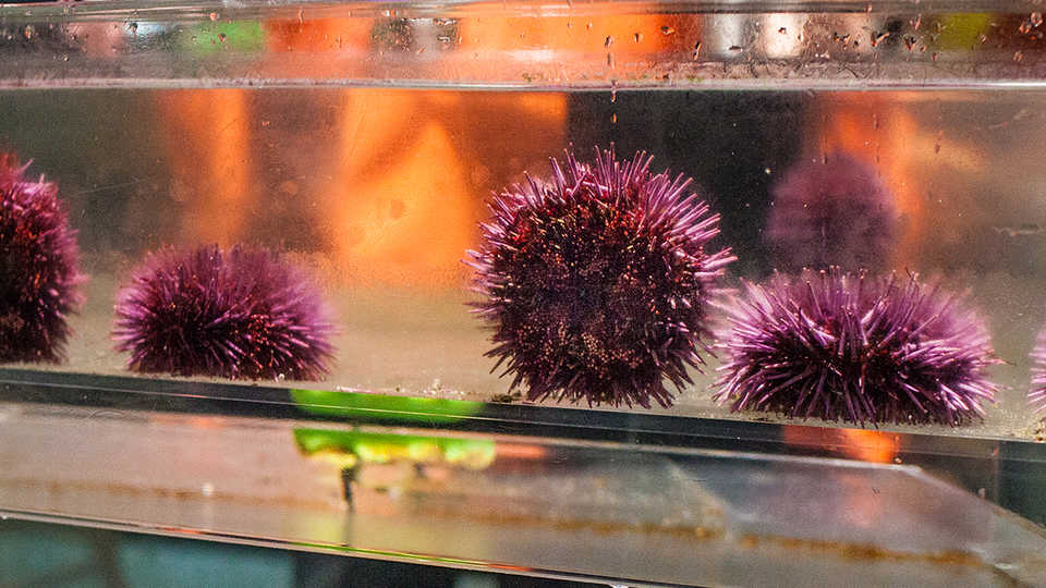 A quartet of purple sea urchins in the Discover Tidepool touch tank. 