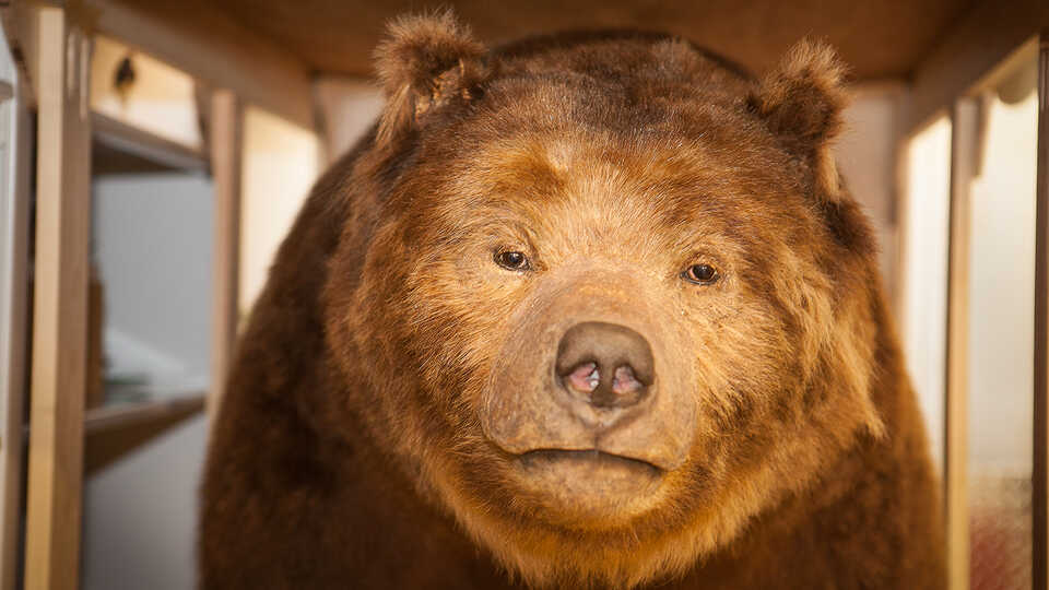 Brown Bear Between Rock Stones HD Animals Wallpapers | HD 