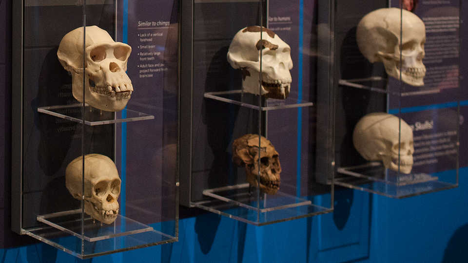 Skulls exhibit