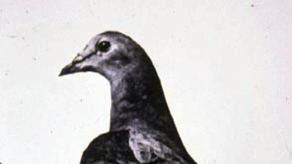 The Life and Death of the Passenger Pigeon