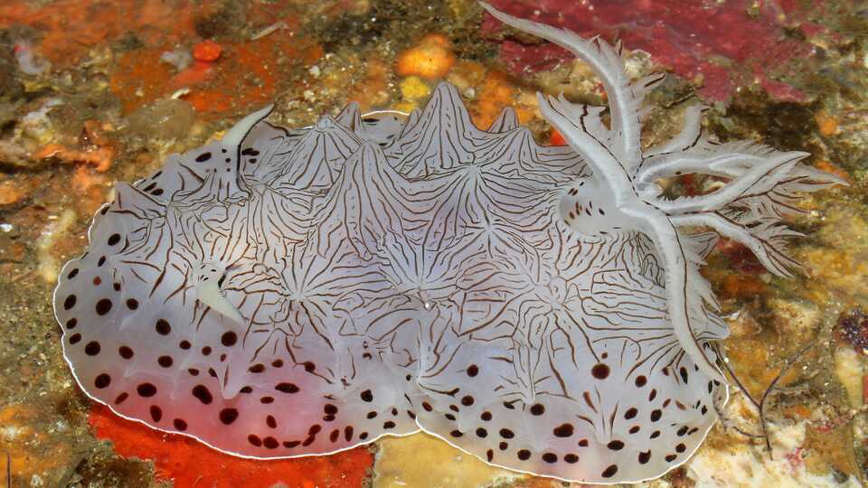 Halgerda scripta sits atop rocks in the ocean. It is white and semi transluscent with black spots and stripes. It has a tail. 