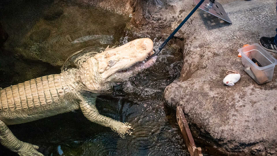 Claude the alligator chomps on a fish head