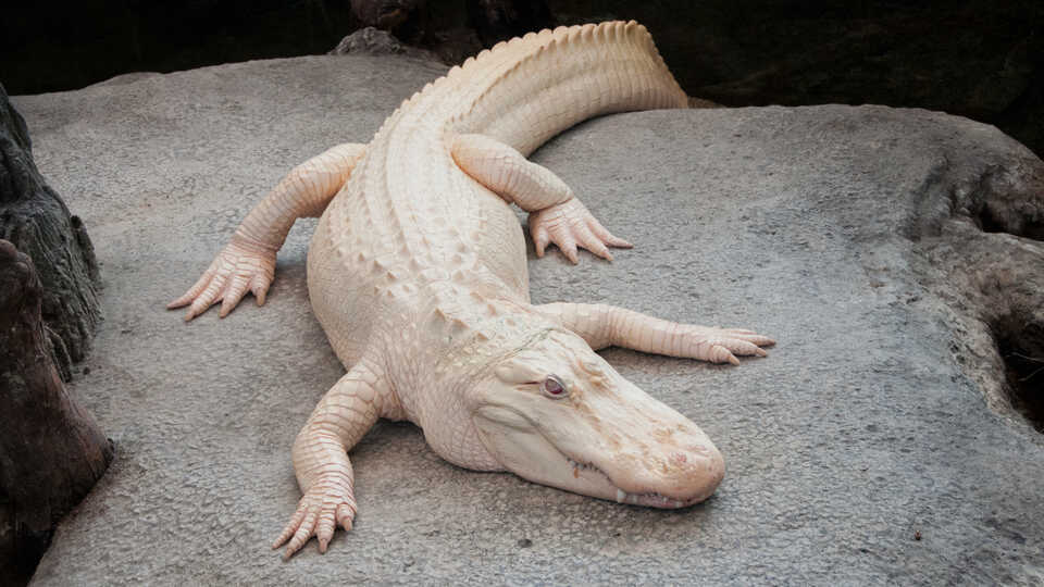 Claude the albino alligator laying on his heated rock