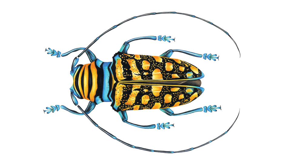 Illustration of beetle