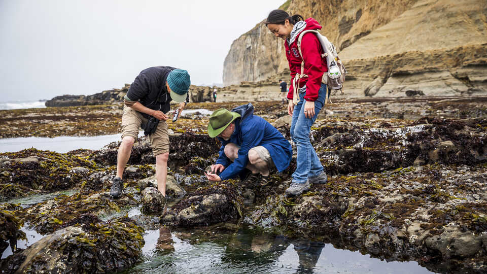 Group exploring Pillar Point tidepools during a City Nature Challenge bioblitz