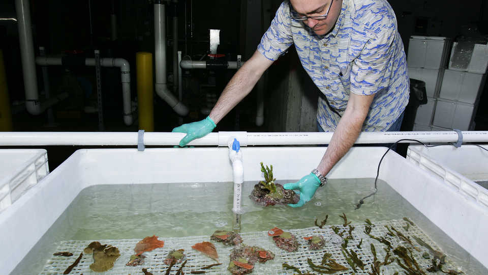 Bart Shepherd working with corals.