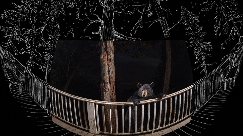 Bear on a deck