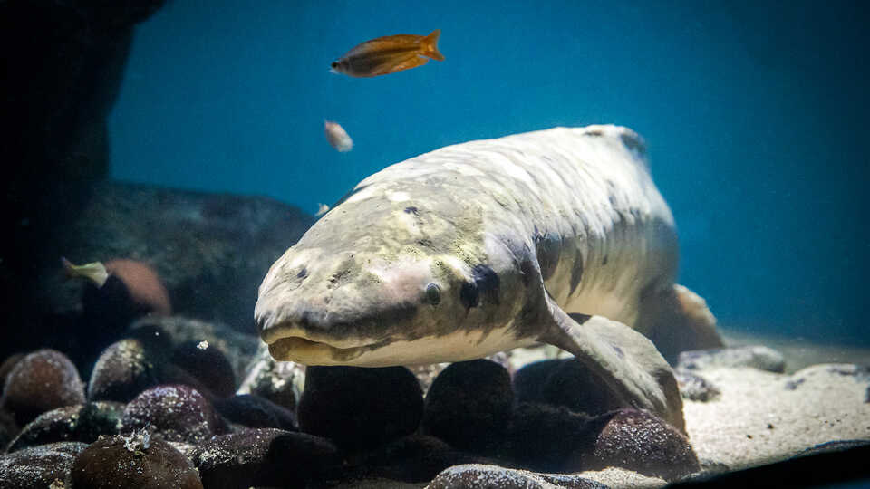 Methuselah the lungfish pictured floating in her blue tank