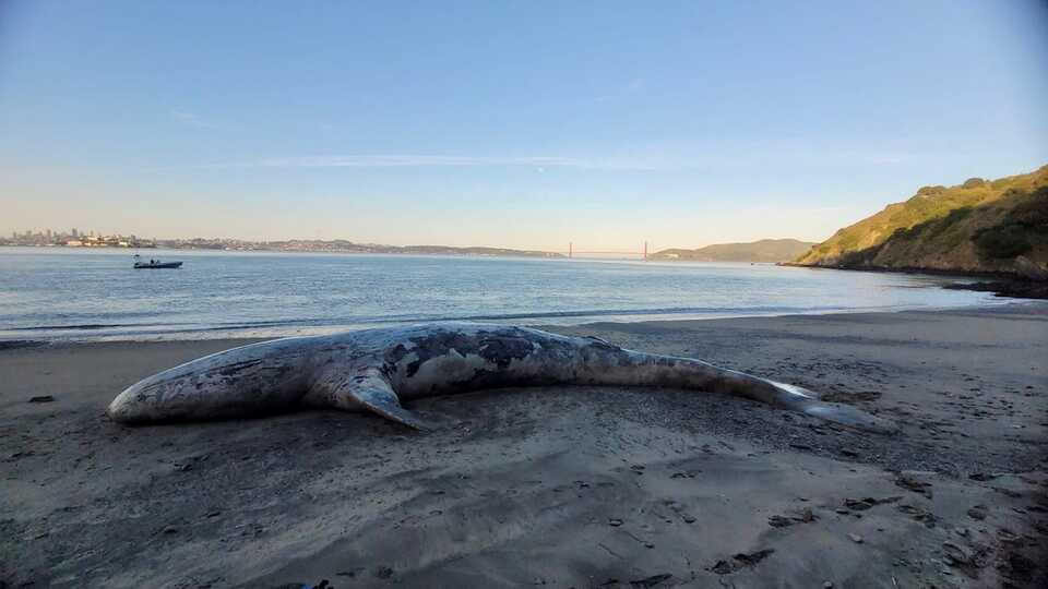 A dead gray whale rests on a beach on Angel Island with the ocean right behind it, Golden Gate Bridge and a tugboat visible in the background. 