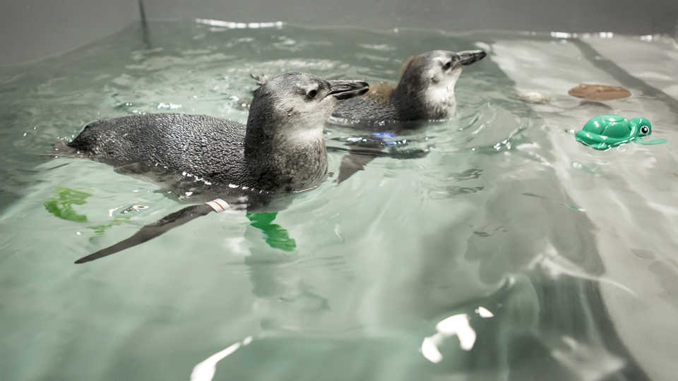 African penguin chicks learn to swim 