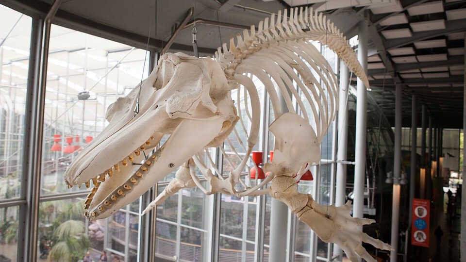 Photo of the complete skeleton of Orca O319, which hangs from the ceiling of the Academy today.
