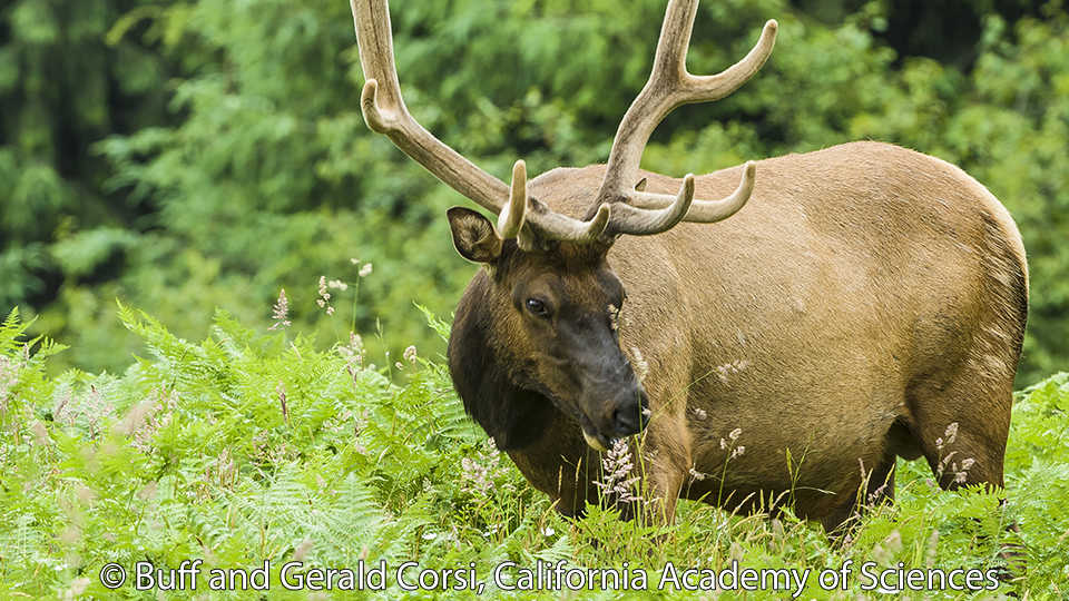 Roosevelt Elk in tall  grass