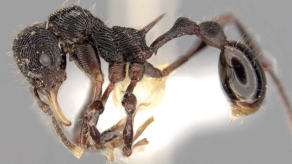 New ant discovered in vomit, C. Rabeling & J. Sosa-Calvo