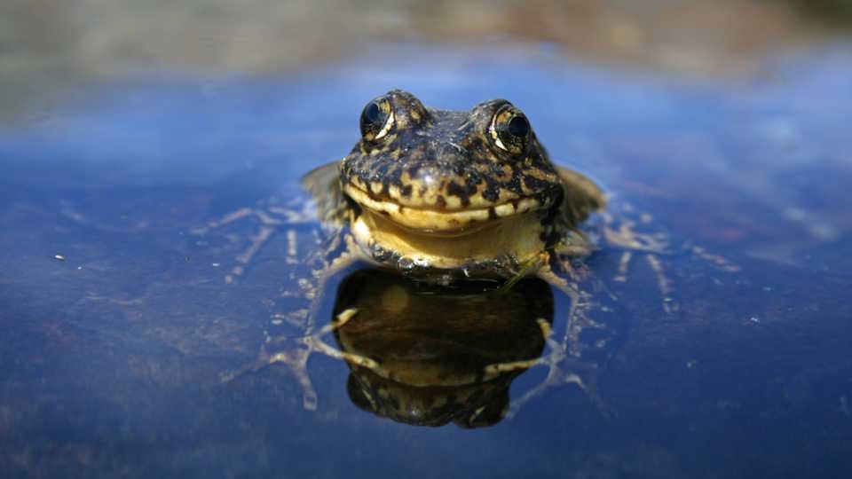 The Sierra Nevada yellow-legged frog, by Roland Knapp