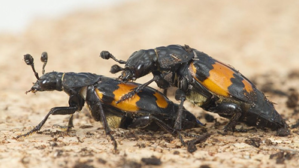 Burying beetles mating