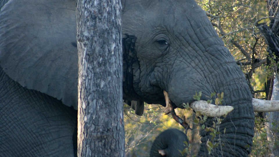 elephant, Anthony Barnosky