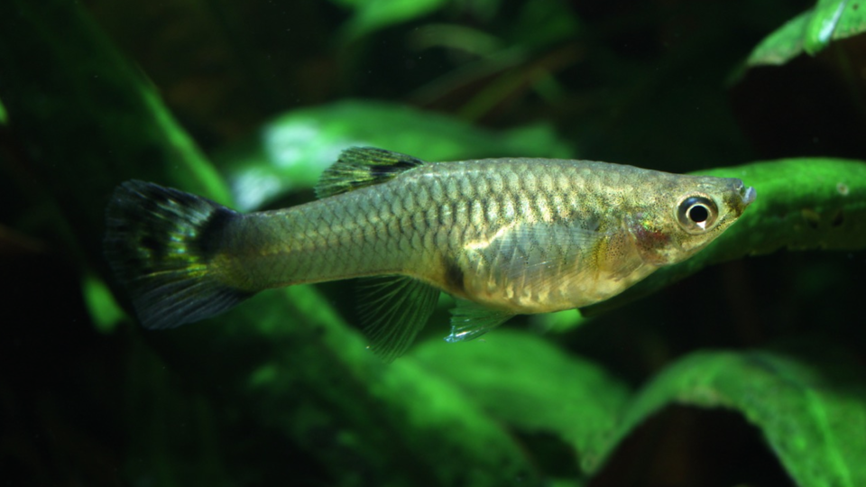 Live bearing guppy, H. Krisp