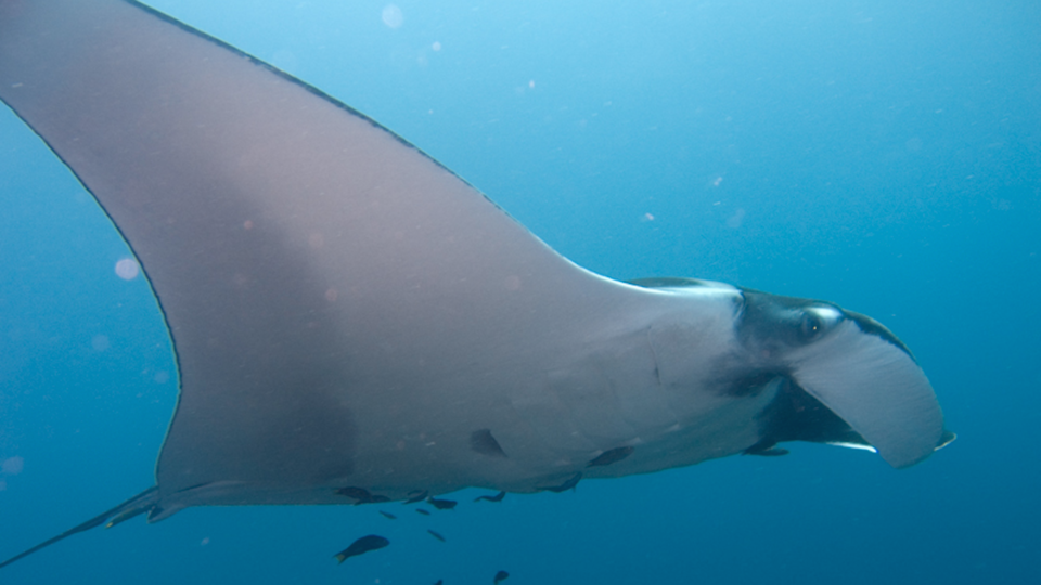 Manta ray, jon hanson/Flickr