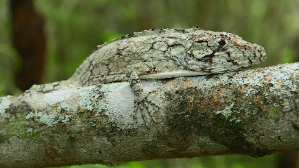 New anole from Domican Republic, Miguel Landestoy