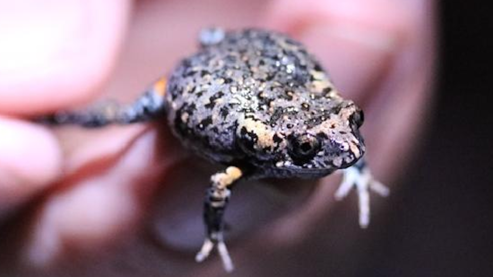 Mahoneys toadlet